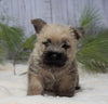AKC Registered Cairn Terrier For Sale Millersburg, OH Male- Toby