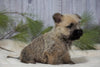 AKC Registered Cairn Terrier For Sale Millersburg, OH Male- Toby