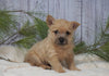 AKC Registered Cairn Terrier For Sale Millersburg, OH Male- Odie