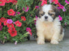 Shih Tzu Puppy For Sale Warsaw, OH Male- Odie