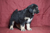 Australian Shepherd For Sale Fredericksburg, OH Male- Chase