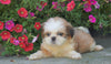 Shih Tzu Puppy For Sale Warsaw, OH Female- Violet