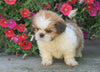 Shih Tzu Puppy For Sale Warsaw, OH Female- Poppy