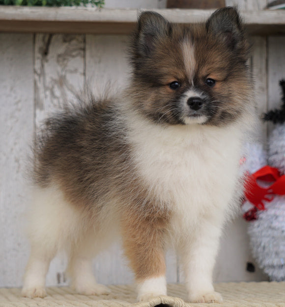 ACA Registered Pomeranian For Sale Millersburg, OH Male- Titus