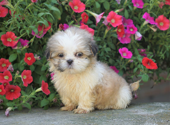 Shih Tzu Puppy For Sale Warsaw, OH Female- Izzy