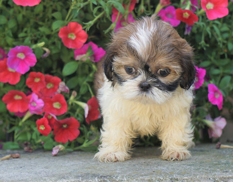 Shih Tzu Puppy For Sale Warsaw, OH Male- Chase