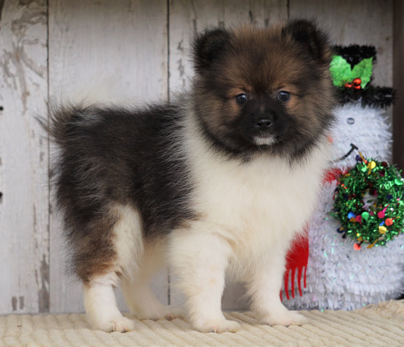 ACA Registered Pomeranian For Sale Millersburg, OH Male- Jimmy