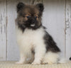 ACA Registered Pomeranian For Sale Millersburg, OH Male- Jimmy