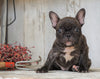 AKC Registered French Bulldog For Sale Millersburg, OH Female- Patty