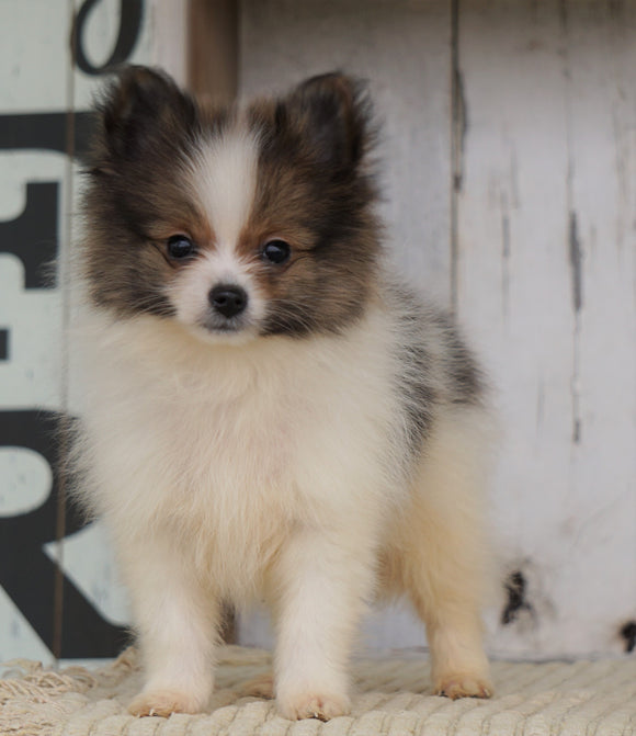 ACA Registered Pomeranian For Sale Millersburg, OH Male- Winston