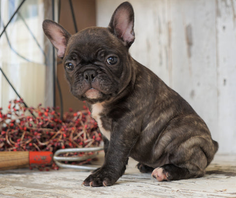 AKC Registered French Bulldog For Sale Millersburg, OH Female- Patty