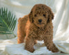 Mini Poodle For Sale Dundee, OH Male- Ricco