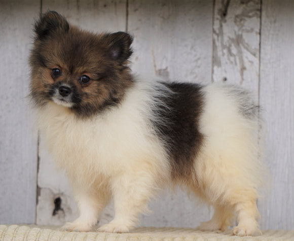 ACA Registered Pomeranian For Sale Millersburg, OH Male- Oliver