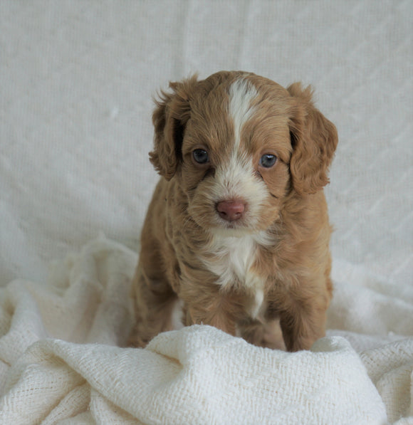 Cockapoo Puppy For Sale Dundee, OH Male- Cowen