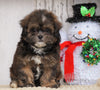 Shih- Poo For Sale Millersburg, OH Female- Sophie