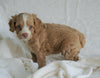 Cockapoo Puppy For Sale Dundee, OH Male- Cowen