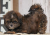 Shih- Poo For Sale Millersburg, OH Female- Sophie