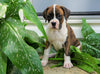 AKC Registered Boxer Puppy For Sale Baltic, OH Female- Greta