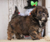 Shih- Poo For Sale Millersburg, OH Female- Sophie