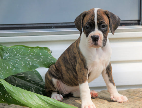 AKC Registered Boxer Puppy For Sale Baltic, OH Female- Greta