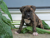 AKC Registered Boxer Puppy For Sale Baltic, OH Male- George