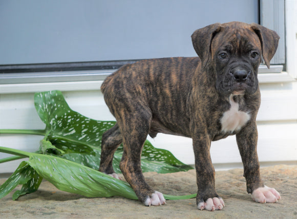 AKC Registered Boxer Puppy For Sale Baltic, OH Male- George