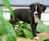 AKC Registered Boxer Puppy For Sale Baltic, OH Male- Grant