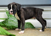 AKC Registered Boxer Puppy For Sale Baltic, OH Male- Grant