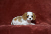 AKC Registered Cavalier King Charles Spaniel For Sale Fredericksburg, OH Female- Snuggles