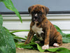 AKC Registered Boxer Puppy For Sale Baltic, OH Male- Gus