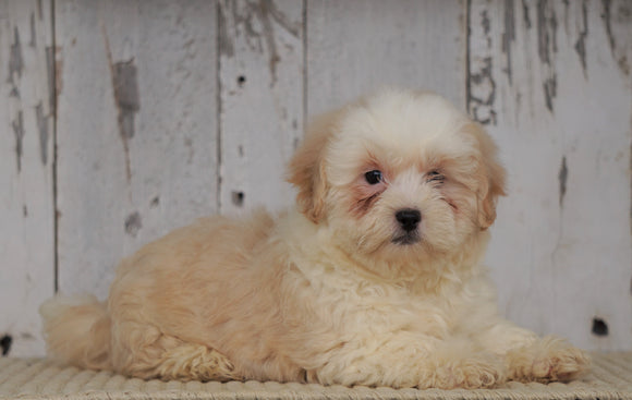 Shih- Poo For Sale Millersburg, OH Male- Buddy