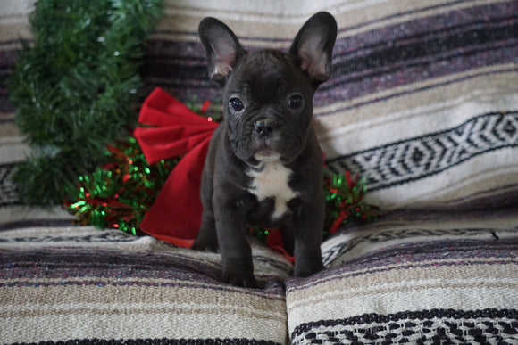 AKC Registered French Bulldog For Sale Millersburg, OH Male- Russel