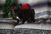 AKC Registered French Bulldog For Sale Millersburg, OH Male- Russel