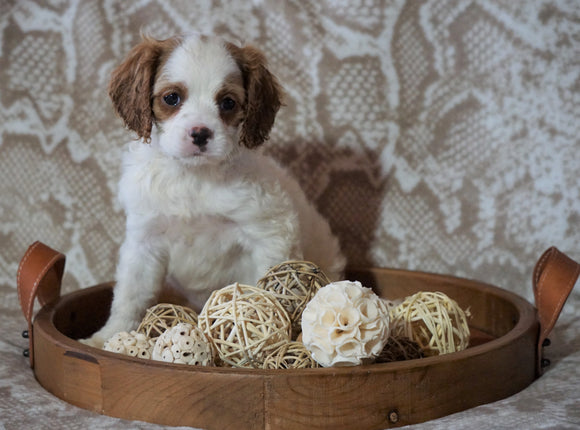 Cockapoo Mix For Sale Applecreek, OH Female- Fanci