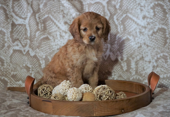 Cockapoo Mix For Sale Applecreek, OH Female- Holly