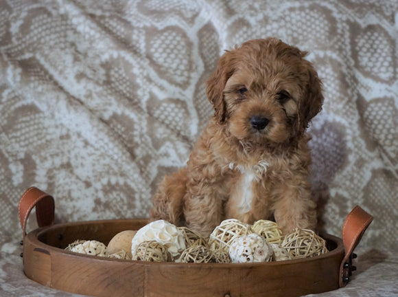 Cockapoo Mix For Sale Applecreek, OH Male- Karmel