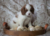 Cockapoo Mix For Sale Applecreek, OH Male- Jase