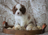 Cockapoo Mix For Sale Applecreek, OH Male- Jase