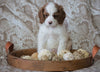 Cockapoo Mix For Sale Applecreek, OH Male- Jase