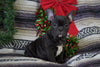 AKC Registered French Bulldog For Sale Millersurg, OH Male- Ira