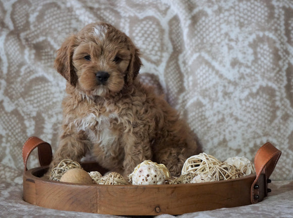 Cockapoo Mix For Sale Applecreek, OH Male- Frosty