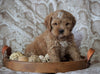 Cockapoo Mix For Sale Applecreek, OH Male- Frosty