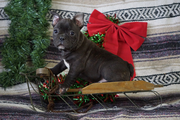 AKC Registered French Bulldog For Sale Millersburg, OH Male- Willard