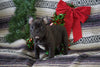 AKC Registered French Bulldog For Sale Millersburg, OH Male- Willard