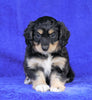 Mini Aussiedoodle For Sale Millersburg, OH Female- Stella