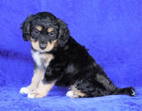 Mini Aussiedoodle For Sale Millersburg, OH Female- Stella