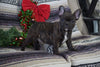 AKC Registered French Bulldog For Sale Millersburg, OH Male- Toby