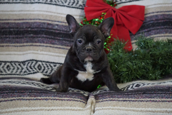 AKC Registered  French Bulldog For Sale Millersburg, OH Male- Jack