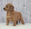 Standard Goldendoodle For Sale Sugarcreek, OH Male- Ace