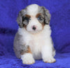 Mini Aussiedoodle For Sale Millersburg, OH Female- Darla